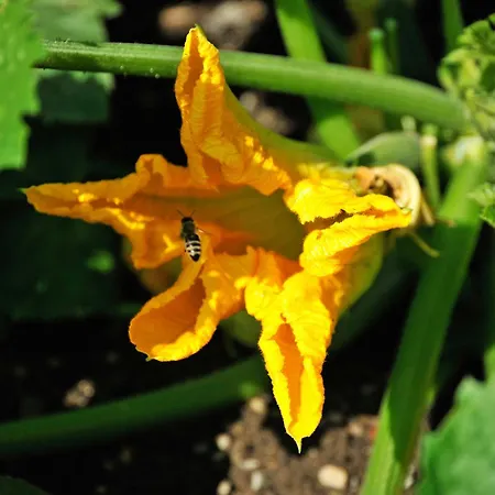 Piovesan فاك ام سي